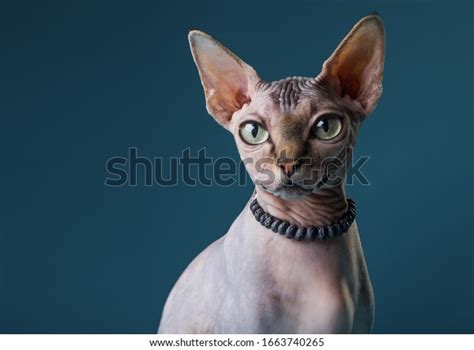 15,547 Naked Cat Images, Stock Photos, and Vectors